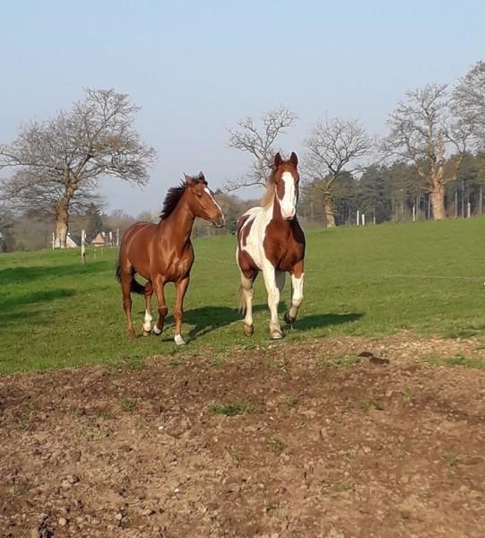 Avocat achat cheval